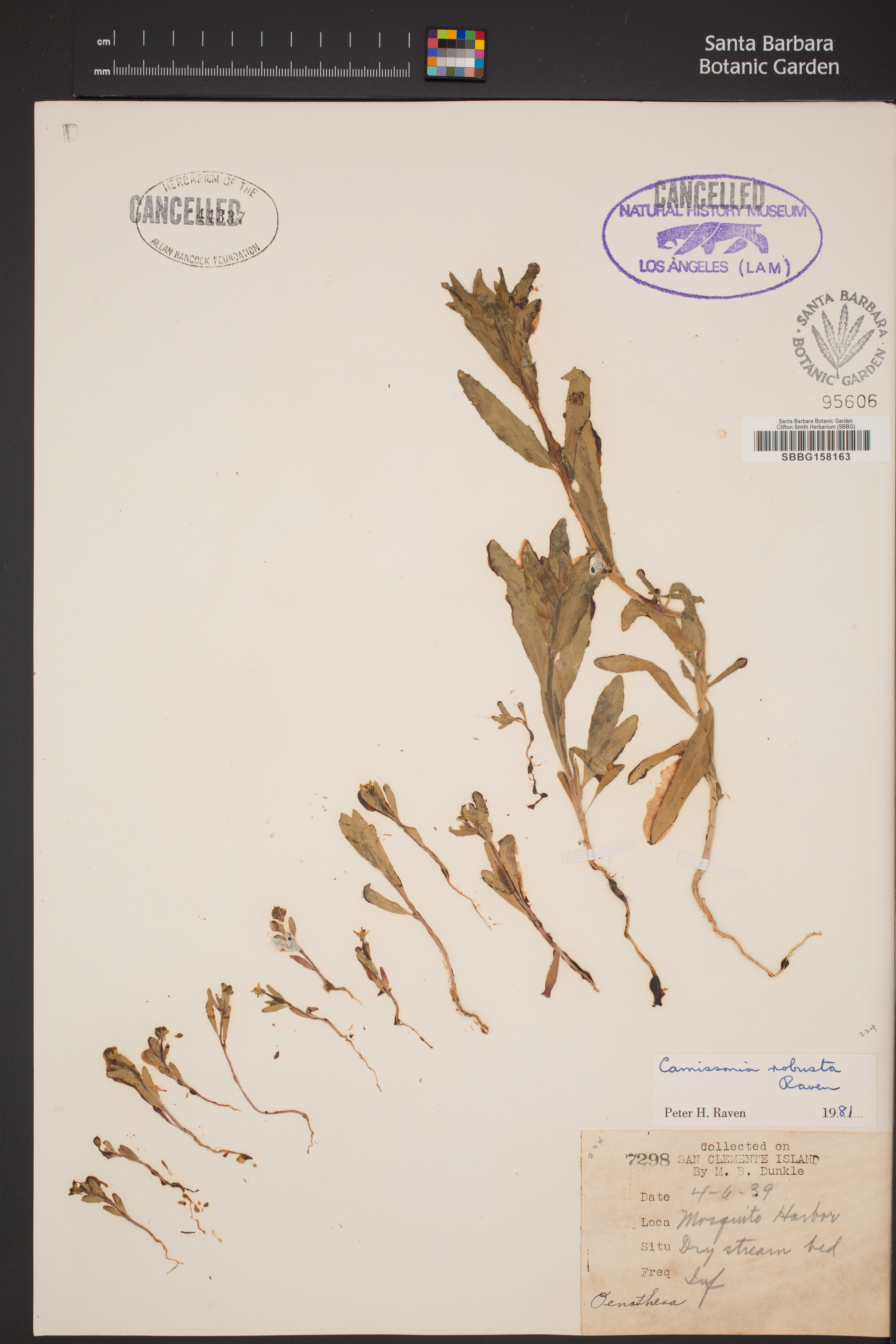Camissonia robusta image