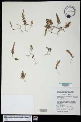Image of Hymenophyllum malingii