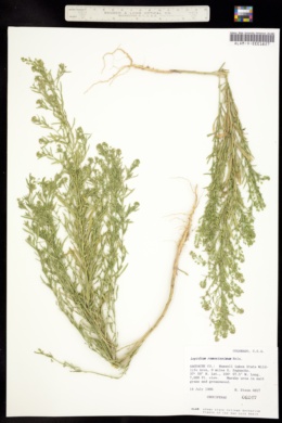 Image of Lepidium ramosissimum