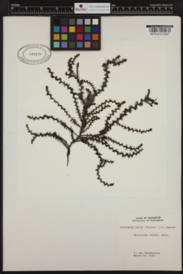 Neorhodomela larix image