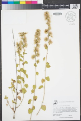 Image of Brickellia californica