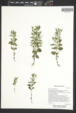 Stevia micrantha image