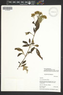 Stevia subpubescens var. opaca image