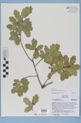 Quercus × pauciloba image