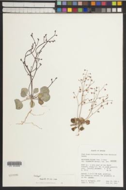 Eriogonum nutans var. glabratum image
