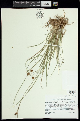 Rhynchospora holoschoenoides image