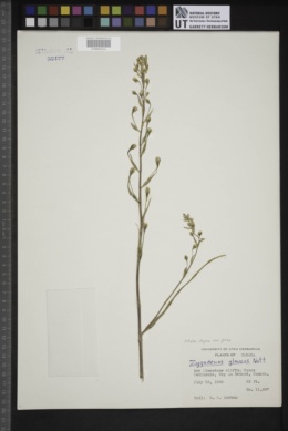 Anticlea elegans subsp. glauca image