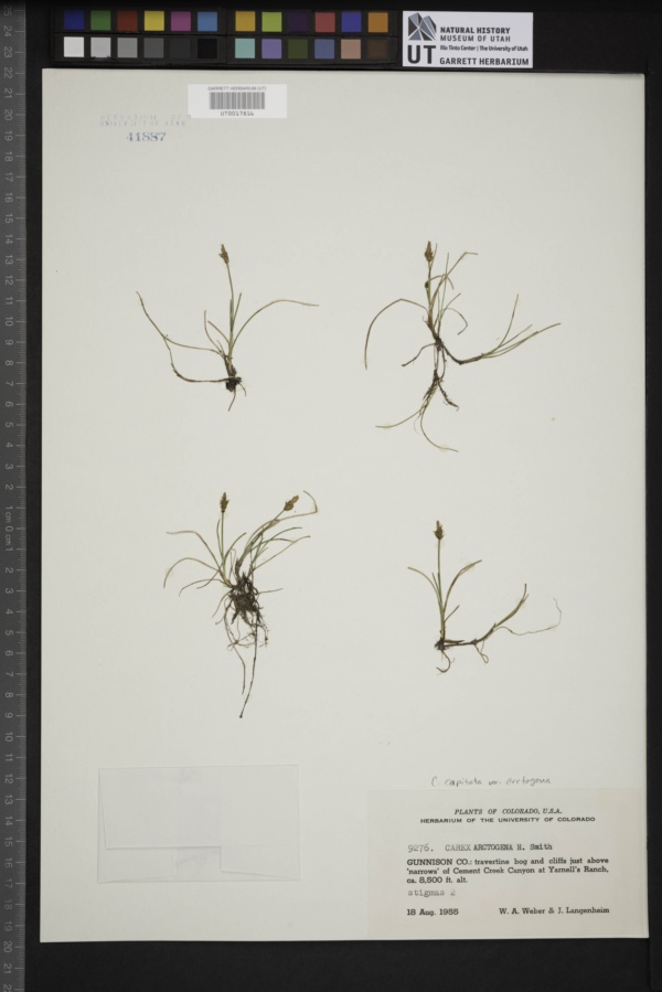 Carex capitata var. arctogena image