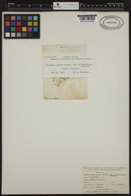Spirogyra occidentalis image