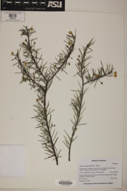 Acacia tetragonophylla image