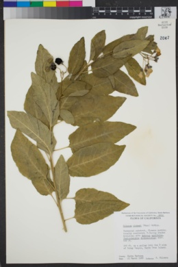 Image of Solanum wallacei