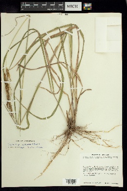 Tristachya papilosa image