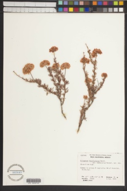 Eriogonum fasciculatum var. emphereium image