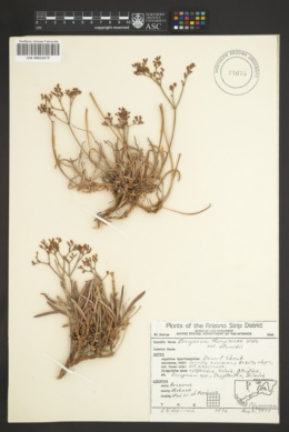 Eriogonum thompsoniae var. atwoodii image