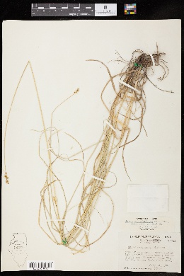 Carex cephalophora var. mesochorea image