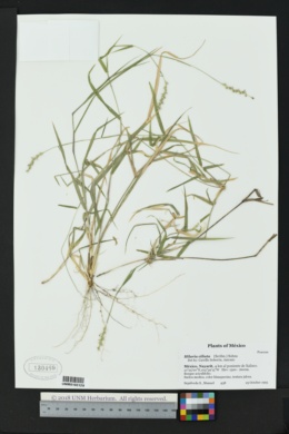 Hilaria ciliata image