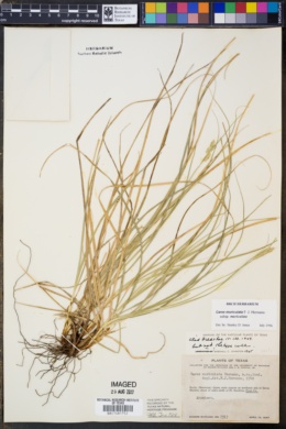 Image of Carex muriculata