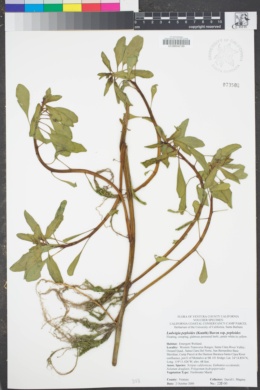 Image of Ludwigia peploides