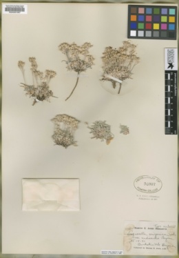 Image of Physaria arizonica
