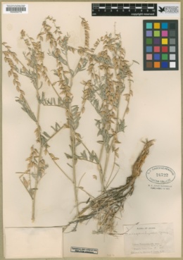Astragalus lyallii image