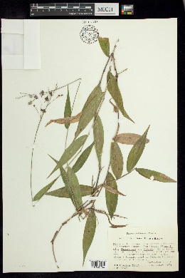 Lasiacis rhizophora image
