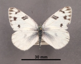 Pontia occidentalis image