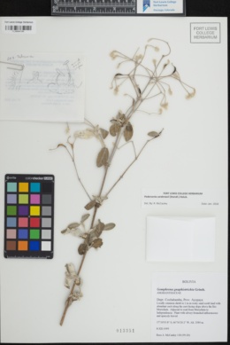 Image of Pedersenia cardenasii