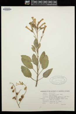Nicotiana glauca image