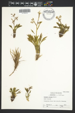 Aciphylla monroi image