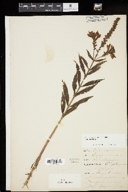 Image of Physostegia virginiana ssp. virginiana