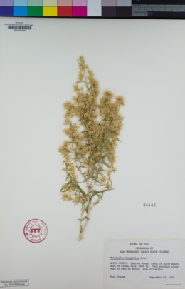 Image of Brickellia longifolia