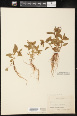Image of Epilobium hornemannii