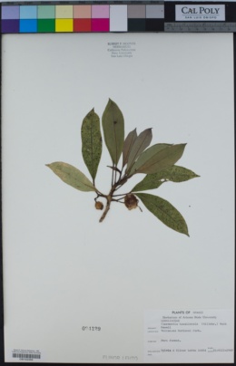 Clermontia hawaiiensis image