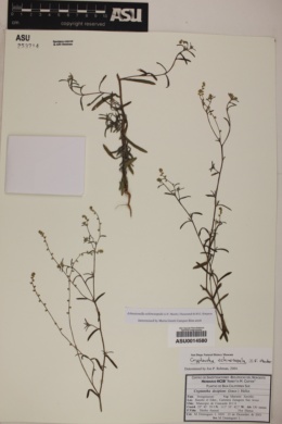 Johnstonella echinosepala image