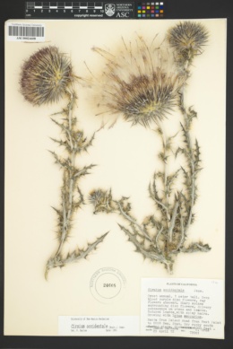 Image of Cirsium occidentale