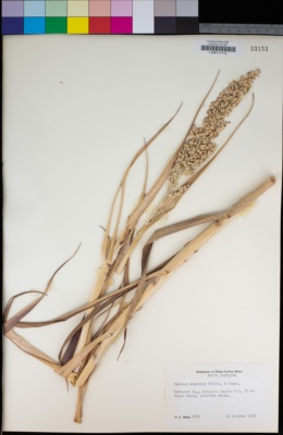 Image of Panicum amarulum