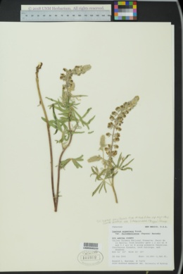 Lupinus parviflorus var. fulvomaculatus image