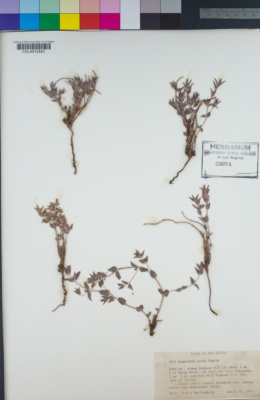 Image of Euphorbia acuta