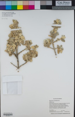 Image of Shepherdia rotundifolia