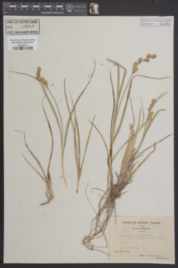Carex paupercula var. brevisquama image