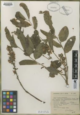 Piscidia grandifolia var. glabrescens image