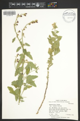 Sphaeralcea incana subsp. cuneata image