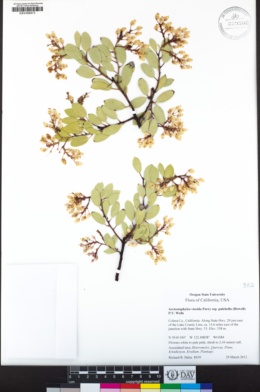 Arctostaphylos viscida subsp. pulchella image