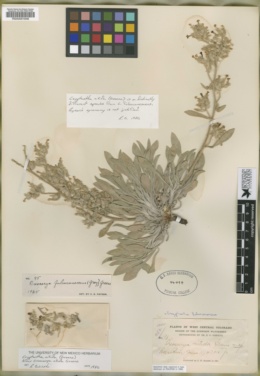 Oreocarya fulvocanescens var. nitida image