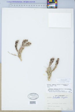 Image of Corynopuntia aggeria