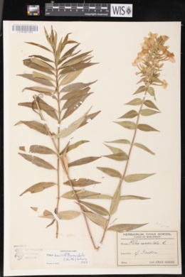 Image of Phlox maculata
