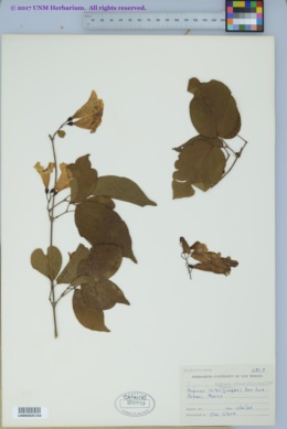 Image of Cydista diversifolia