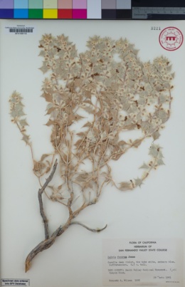 Image of Salvia funerea