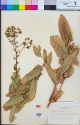 Acourtia microcephala image