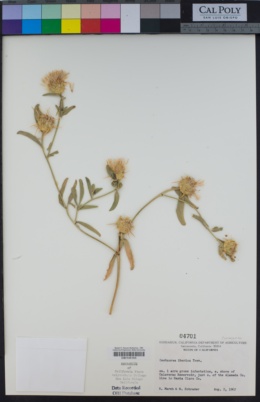 Centaurea iberica image